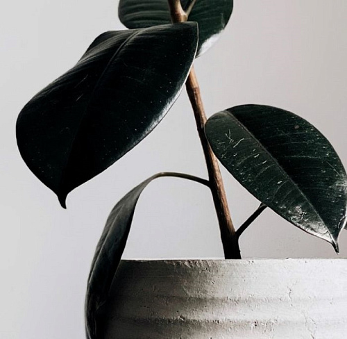 КАРТИНА ПРИНТ (00-00001990)