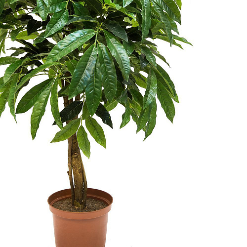 АКСЕССУАРЫ FLOWER-А (00-00002032)