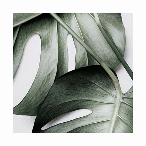 КАРТИНА ПРИНТ (00-00001994)