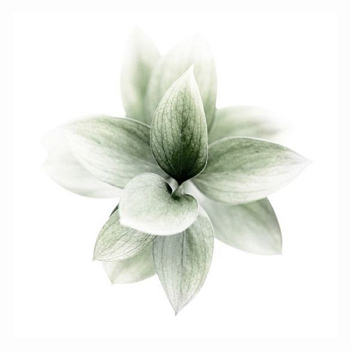 КАРТИНА ПРИНТ (00-00001993)